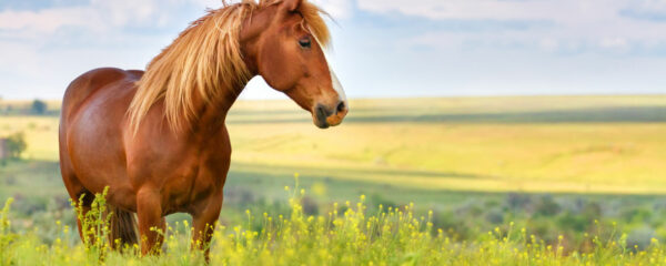 cheval
