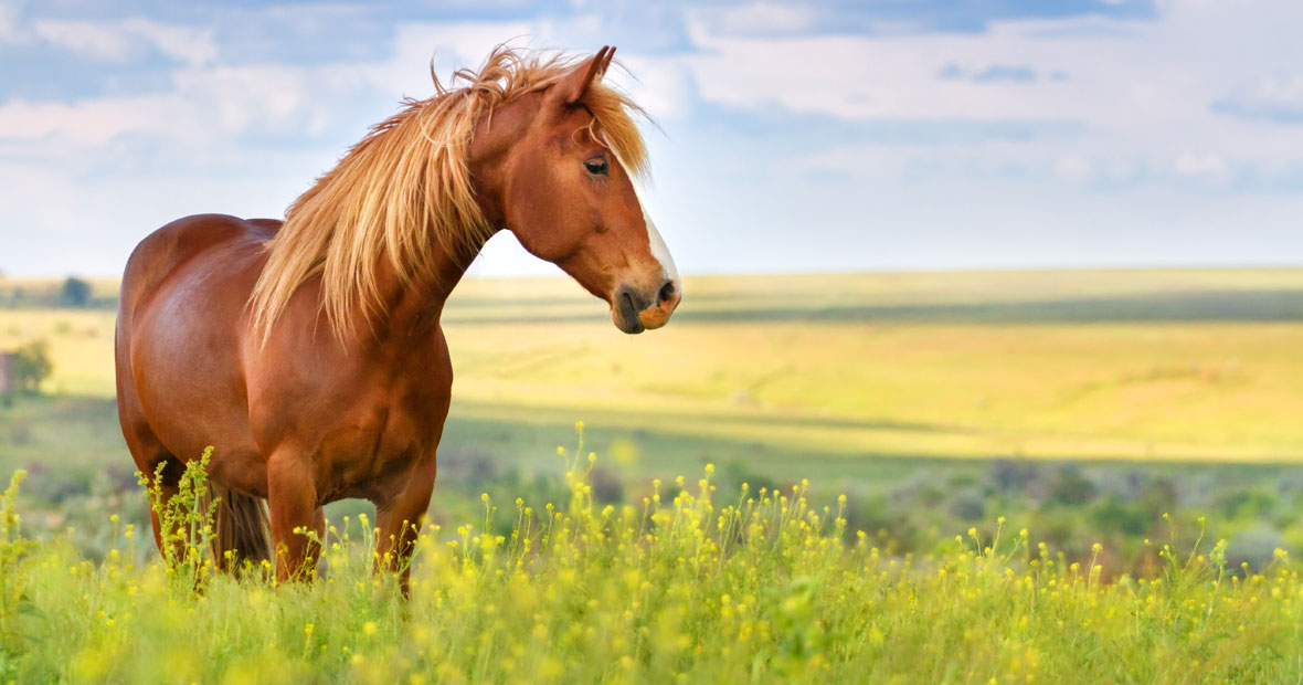 cheval